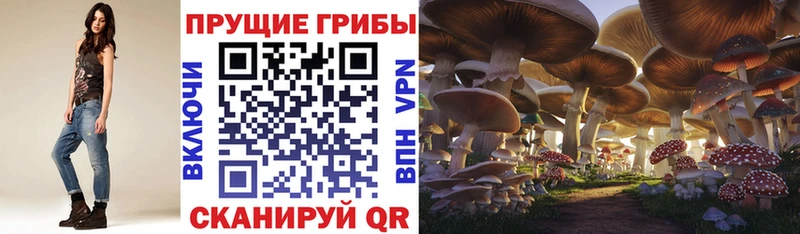 Купить  Сегежа  Галлюциногенные грибы прущие грибы 